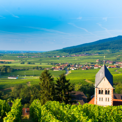 Picture of vineyard in France