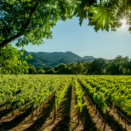 Photo of a vineyard in the sunshnine